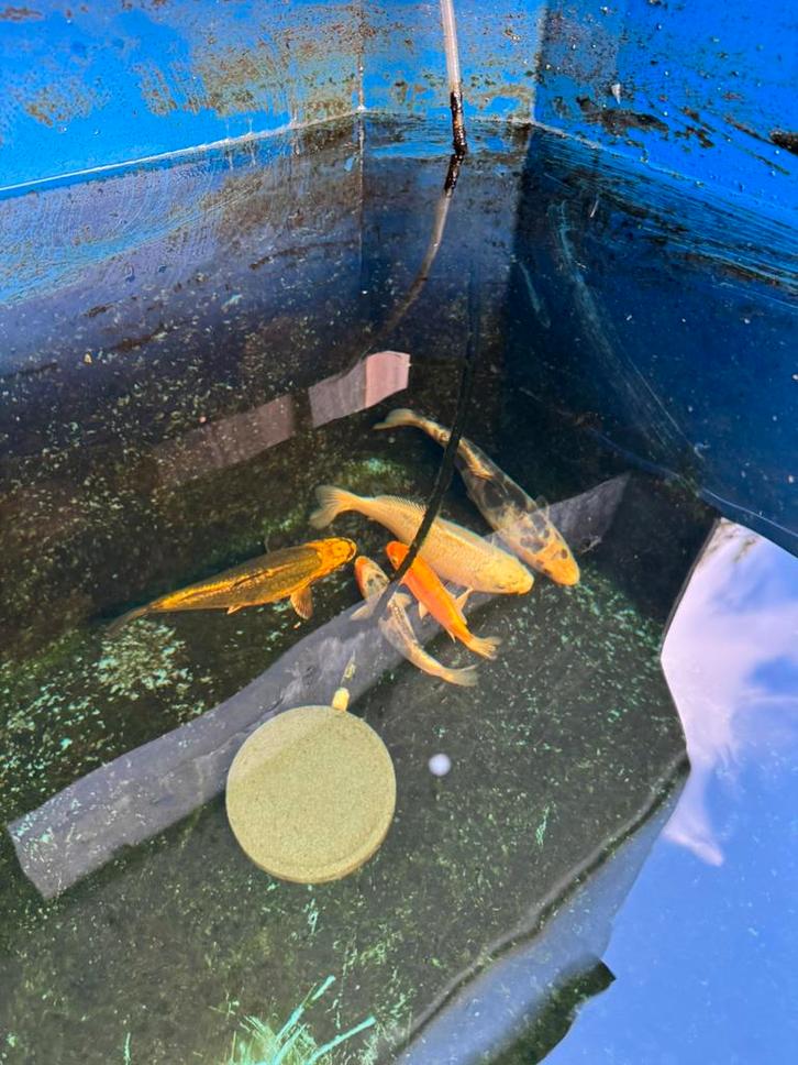 Nog 5 Japanse baby koi karpers 1 jaar oud / eigen kweek, Dieren en Toebehoren, Vissen | Vijvervissen, Karper of Koi