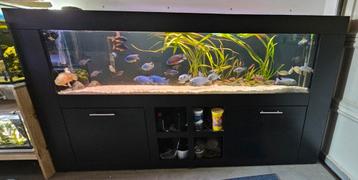 2 meter aquarium 200x40x50 compleet met malawi bestand. beschikbaar voor biedingen