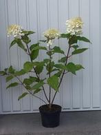 hortensia,hydrangea paniculata phantom, Tuin en Terras, Planten | Tuinplanten, Zomer, Vaste plant, Ophalen