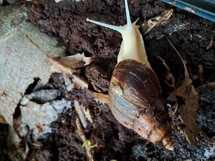 Agaatslakken, Dieren en Toebehoren, Overige Dieren, Augustus