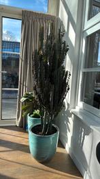 Cactus  +- 1,70 te koop, Tuin en Terras, Bloempotten, Ophalen, Rond, Zo goed als nieuw, Aardewerk