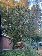 Apenboom (Apenverdriet), Tuin en Terras, Planten | Bomen, Ophalen, Halfschaduw, Overige soorten