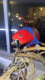 Jonge Handtamme Edel papegaai pop  en speeltjes, Vrouwelijk, Papegaai