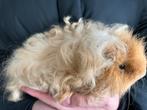 Cavia’s, Dieren en Toebehoren, Knaagdieren, Cavia, Juni, Mannelijk, Tam