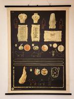 Oude biologie schoolplaten, Antiek en Kunst, Antiek | Schoolplaten, Ophalen, Natuur en Biologie