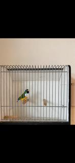 Gouldamadine man, Dieren en Toebehoren, Vogels | Overige Vogels, Mannelijk