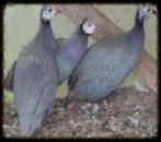 Parelhoenders, Meerdere dieren, Kip