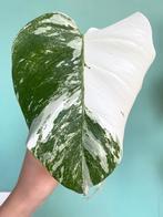 Mega witte, gewortelde Monstera Albo Variegata stek / mint, Ophalen, Overige soorten, Minder dan 100 cm