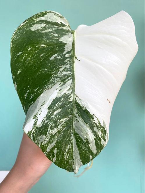 Mega witte, gewortelde Monstera Albo Variegata stek / mint, Huis en Inrichting, Kamerplanten, Overige soorten, Minder dan 100 cm