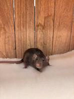 Tamme rat vrouw, Dieren en Toebehoren, Knaagdieren, Rat, Vrouwelijk, November, Tam