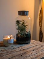 Terrarium Ecosysteem - Nieuw, Huis en Inrichting, Kamerplanten, Overige soorten, In pot, Minder dan 100 cm, Groene kamerplant