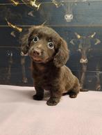 Fattoria del Bassotto heeft prachtige teckeltjes beschikbaar, Dieren en Toebehoren, Nederland, CDV (hondenziekte), 8 tot 15 weken