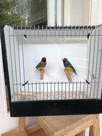 Roodkop en Zwartkop Gouldamadines, wildkleur, Dieren en Toebehoren, Vogels | Overige Vogels, Meerdere dieren, Tropenvogel, Geringd