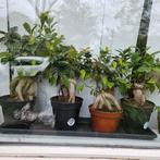 Planten. Ficus Ginseng. 7 stuks, Tuin en Terras, Planten | Bomen, Overige soorten, Ophalen of Verzenden