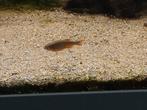 Rasbora Galaxy, Dieren en Toebehoren, Vissen | Aquariumvissen, Vis
