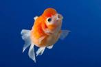Pearls Scale goudvis mix / Koidreams Valburg, Dieren en Toebehoren, Vis, Zoetwatervis
