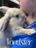 Baby Konijnen handtam, Dieren en Toebehoren, Meerdere dieren, Middelgroot, Hangoor, 0 tot 2 jaar