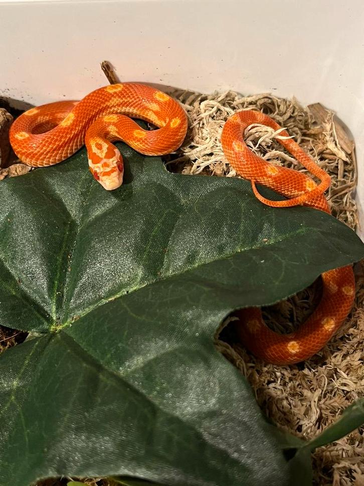 Pantherophis Guttatus, Dieren en Toebehoren, Reptielen en Amfibieën, Slang, 0 tot 2 jaar