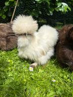 Zijdehoen USA broed eieren hatching eggs silkies american, Dieren en Toebehoren, Pluimvee, Geslacht onbekend, Kip