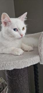 Agora kat, Dieren en Toebehoren, Poes