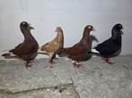 Te koop 3 duiven, Dieren en Toebehoren, Vogels | Duiven, Meerdere dieren, Overige soorten