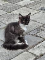 Maine coon kittens (katertjes), Dieren en Toebehoren, Kater, Gechipt, 0 tot 2 jaar