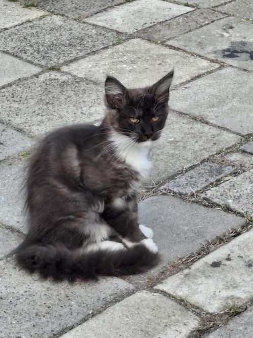 Maine coon kittens (katertjes), Dieren en Toebehoren, Katten en Kittens | Raskatten | Langhaar, Kater, 0 tot 2 jaar, Met stamboom