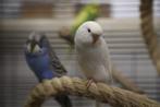 Grasparkiet Baby | Handtam | Jonkies | Div. kleuren, Dieren en Toebehoren, Vogels | Parkieten en Papegaaien, Meerdere dieren, Parkiet