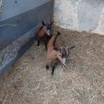 2 jonge dwerggeitjes, Dieren en Toebehoren, Schapen, Geiten en Varkens, Geit
