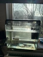 Aquarium met blauwe betta en neontetra, Dieren en Toebehoren, Vissen | Aquaria en Toebehoren, Ophalen of Verzenden, Zo goed als nieuw