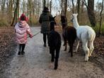 Wandelen met alpaca's in Delftsehout, Ophalen, Zo goed als nieuw