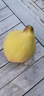 Verse Kweepeer uit eigen tuin, Diversen, Levensmiddelen, Ophalen of Verzenden