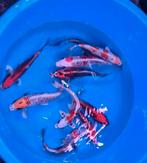 HQ Import koi 25 / 30 cm bij Koidream in Valburg, Karper of Koi