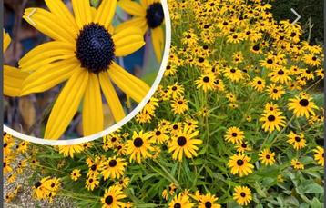 Rudbeckia Fulgida goldsturm ( Gele Zonnehoed) beschikbaar voor biedingen