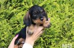 Ruwharige dwerg teckel pups, Dieren en Toebehoren, Nederland, CDV (hondenziekte), 8 tot 15 weken, Dwerg