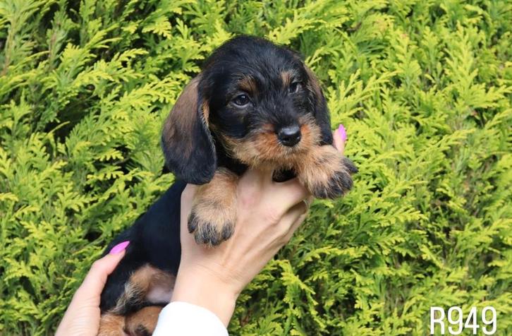 Ruwharige dwerg teckel pups, Dieren en Toebehoren, Honden | Teckels en Dashonden, Meerdere dieren, Ruwhaar, Dwerg, Fokker | Professioneel