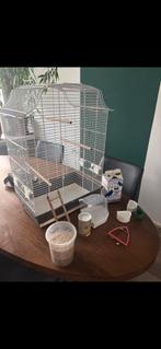 Vogelkooi met accessoires, Mannelijk