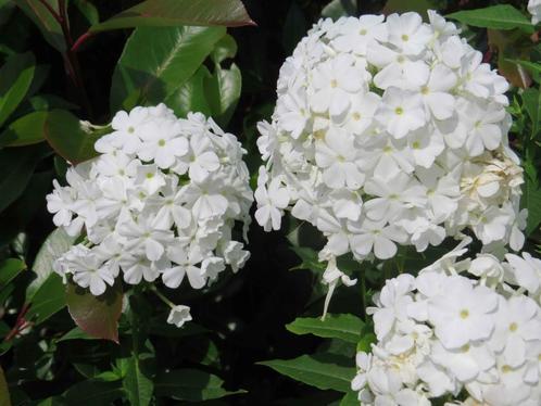 Vaste plant : Witte Phlox 5 euro, Tuin en Terras, Planten | Tuinplanten, Vaste plant, Overige soorten, Halfschaduw, Zomer, Ophalen