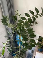 Grote ZZ Plant te koop, zonder pot. Zamioculcas Zamiifolia., Ophalen, 100 tot 150 cm, Overige soorten, Halfschaduw