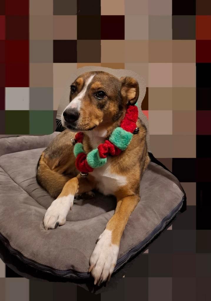 Honden halsband kerst met belletjes - doxtasy, Dieren en Toebehoren, Honden-accessoires, Zo goed als nieuw, Ophalen of Verzenden
