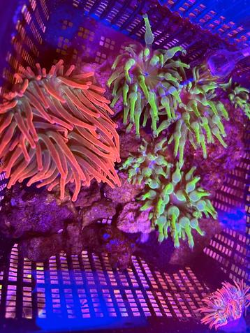 Diverse entacmea anemonen 