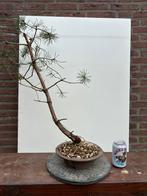 Pre Bonsai Yamadori Grove Den Pinus Sylvestris #8, Tuin en Terras, Planten | Bomen, Minder dan 100 cm, Overige soorten, Ophalen