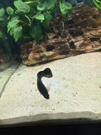 Black molly vis gratis op te halen., Vis