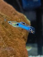 (Endler) Guppy ruil, Zoetwatervis, Vis