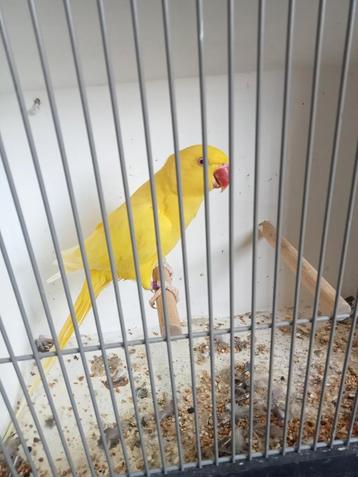 Overjarige lutino pop  beschikbaar voor biedingen