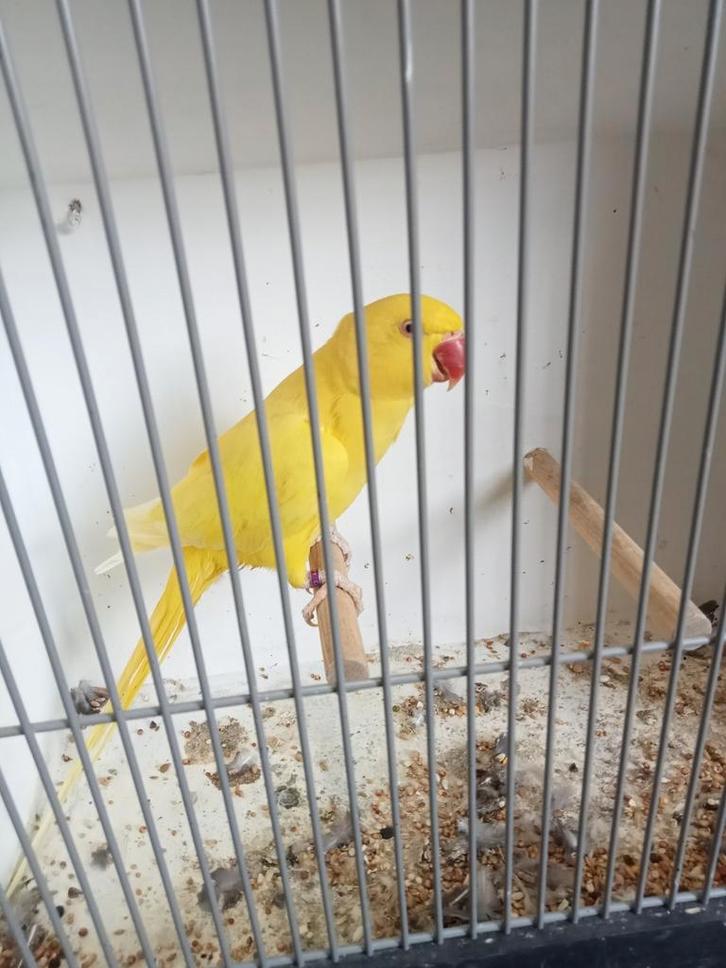 Overjarige lutino pop, Dieren en Toebehoren, Vogels | Parkieten en Papegaaien, Parkiet, Vrouwelijk