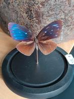 Blauwe kraai vlinder in glazen stolp, Ophalen of Verzenden, Nieuw, Insect, Opgezet dier