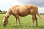 quarter horse te koop, Dieren en Toebehoren, Paarden, Merrie, Minder dan 160 cm, Gechipt, Niet van toepassing