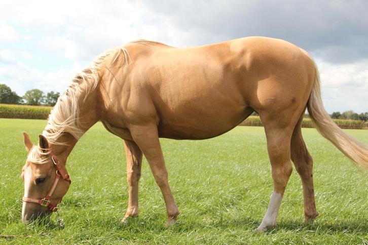 quarter horse te koop, Dieren en Toebehoren, Paarden, Merrie, Niet van toepassing, Minder dan 160 cm, 7 tot 10 jaar, Westernpaard