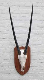 Grote SPIESBOK / ORYX op houten schild - ref. E (gewei), Ophalen of Verzenden, Gebruikt, Wild dier, Schedel